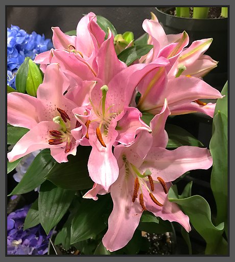 JQ Pink Lily Plant