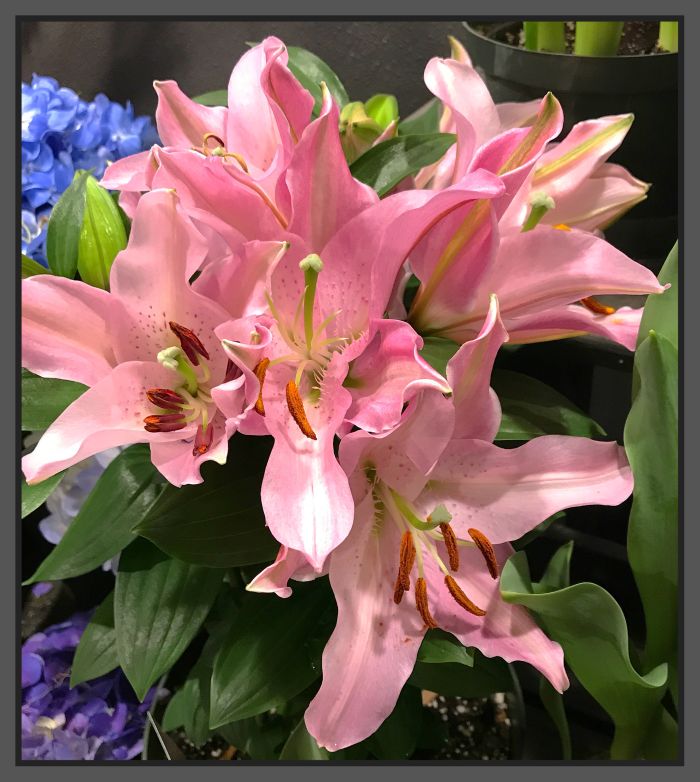 JQ Pink Lily Plant