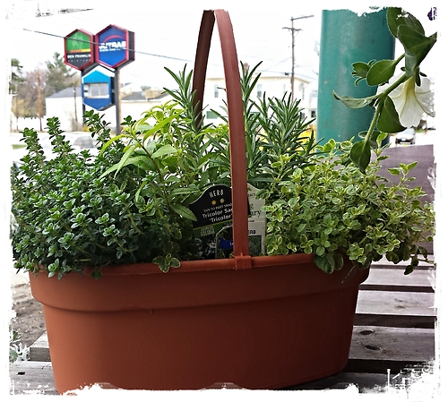 JQGC Herb Garden