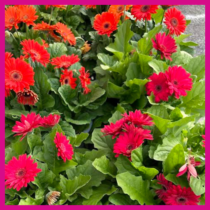 JGC Gerbera Daisy Planter