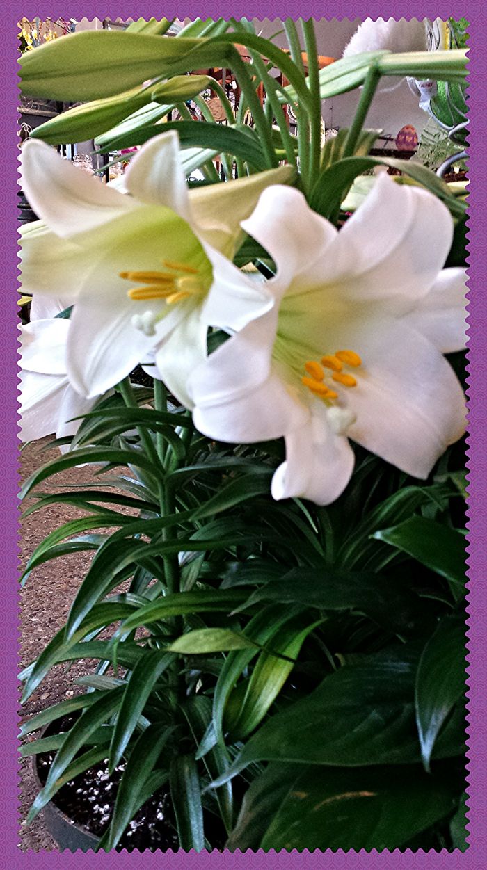 JAC Easter Lily Plant