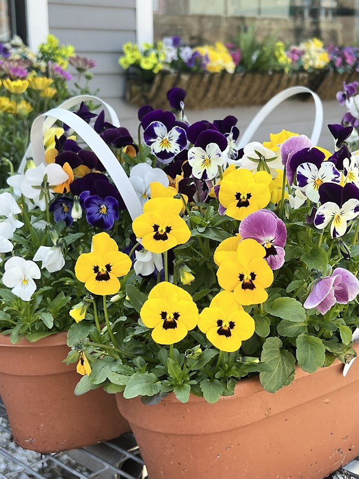 Oval Pansy Pot