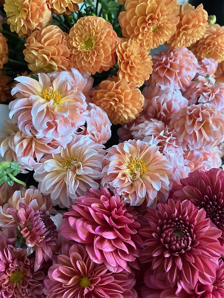 Farm-Fresh Dahlias Wrapped Bouquet
