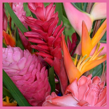 Subscription Blooms! Hot Tropics Subscription - Loose Wrap