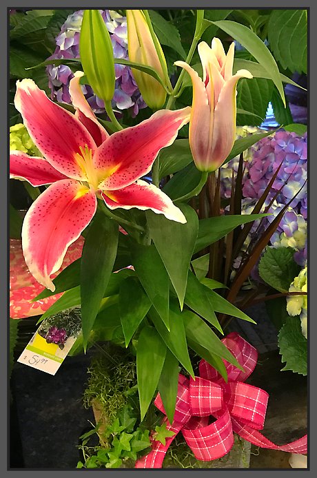 JQ StarGazer Lily Plant