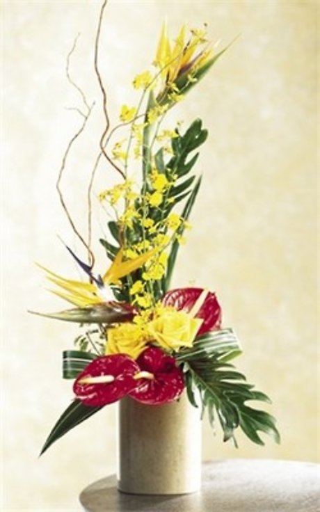 JQ Tropical Splash