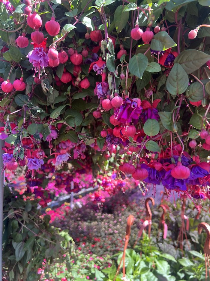 JQGC Hanging Fuschia