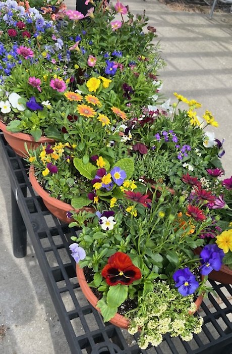 Pansy Pot 12\" (Cold)