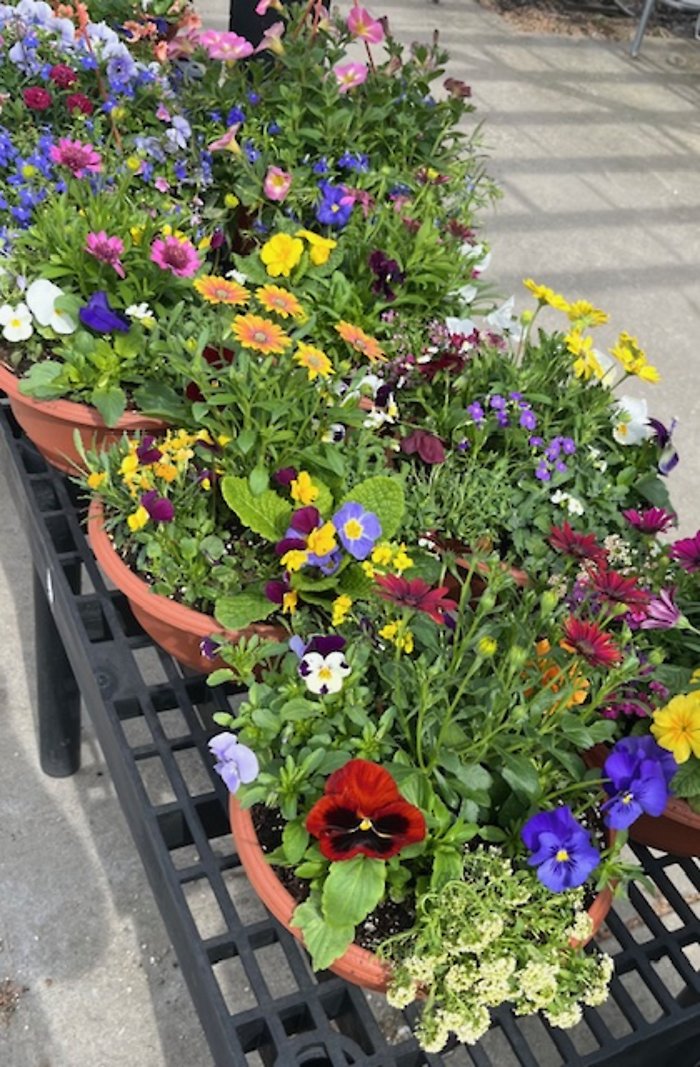 Pansy Pot 12\" (Cold)