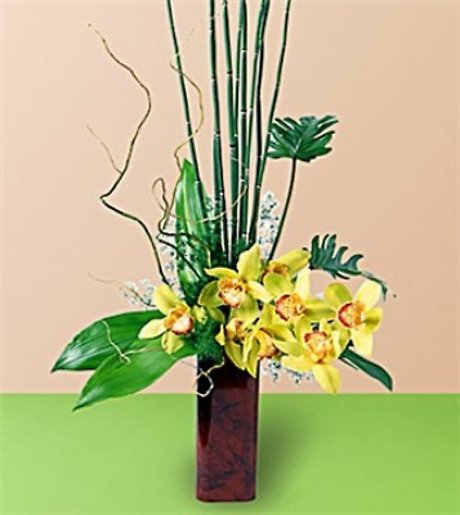 JQ Touch of the Tropics