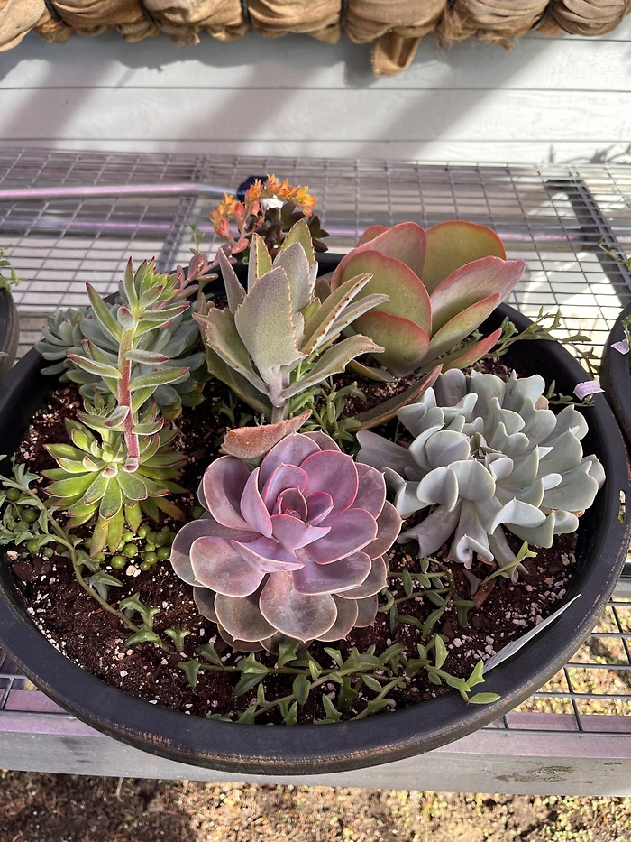 Large Succulent Bowl