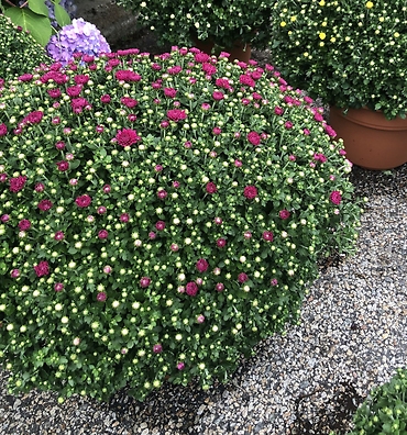 Large Mums