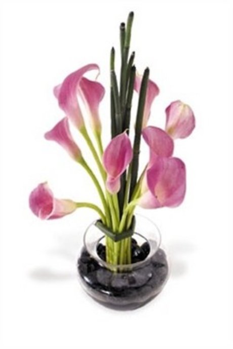JQ Beautiful Callas