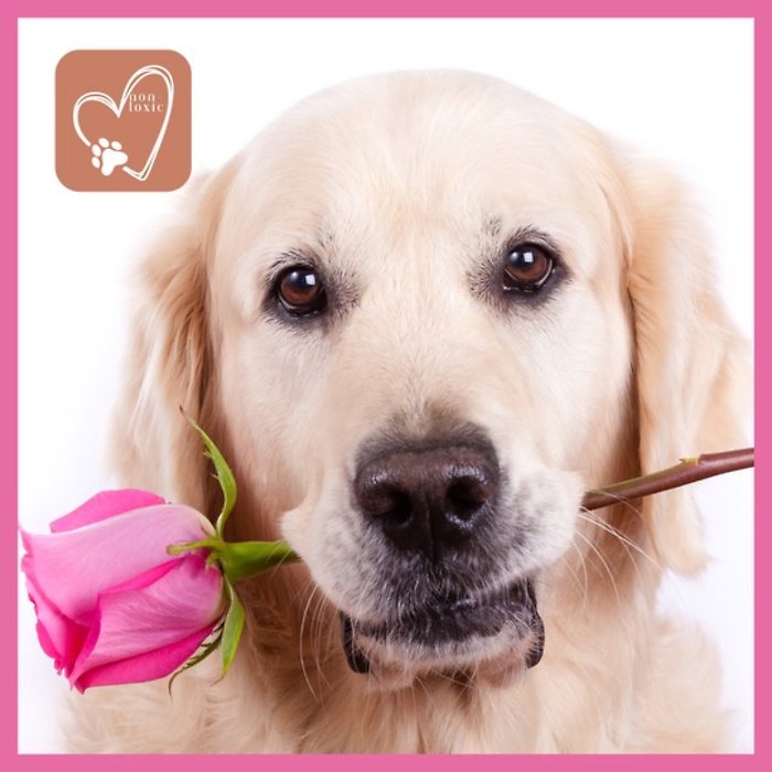 Subscription Blooms! Pet Friendly!  Arranged