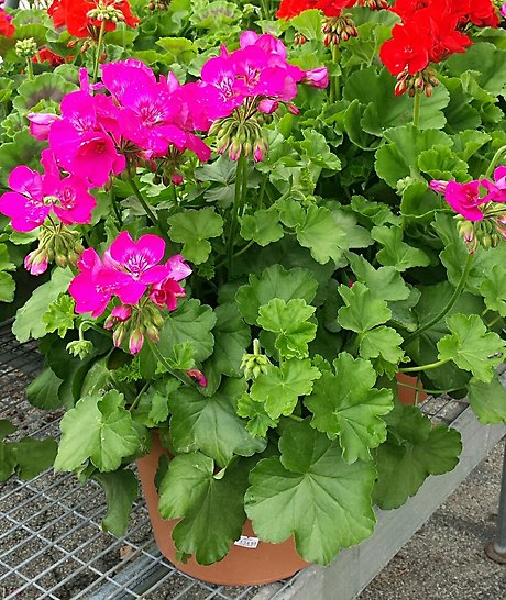 JGC Geraniums