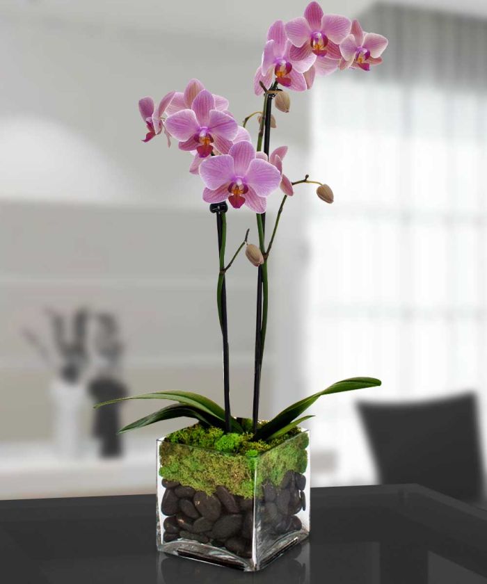 JQMD1511 Mom\'s Orchid Plant