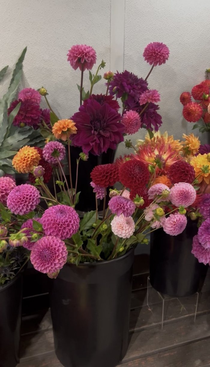 Farm-Fresh Dahlias Wrapped Bouquet