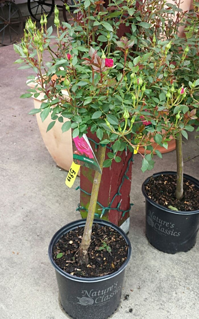 JGC Md Topiary Rose Bush
