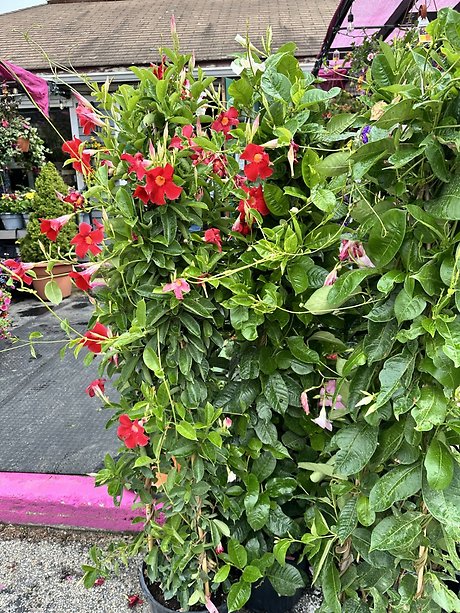 Large Mandevilla Vines - with trellis