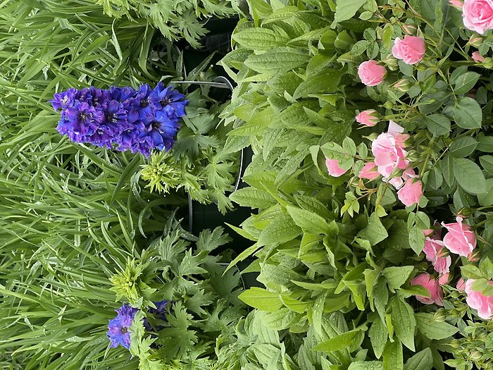 Mixed Perennials