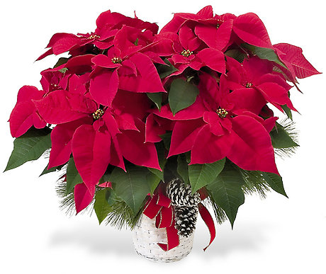 JAC13CP11 Poinsettia Basket
