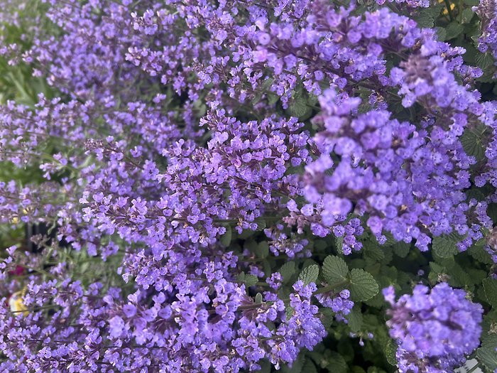 JGC Mixed Perennials