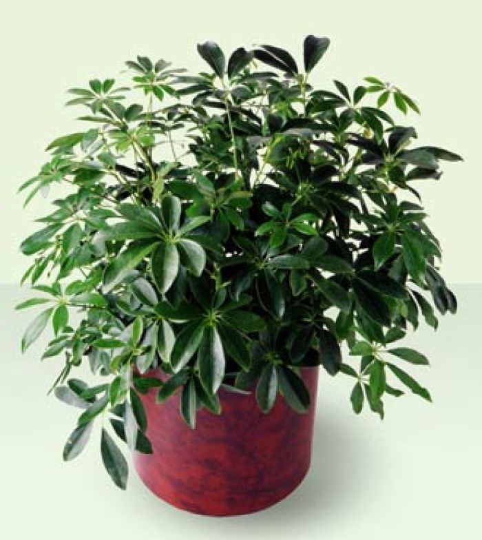 FTD Schefflera Arboricola