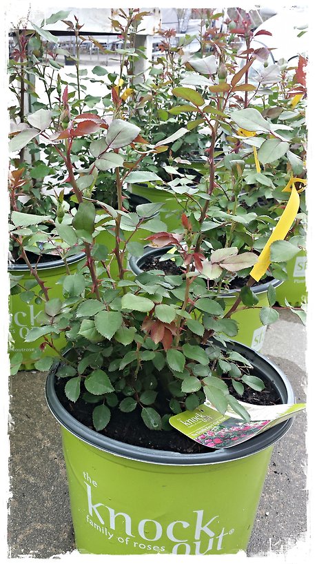 JQGC Knock Out Rose Bush