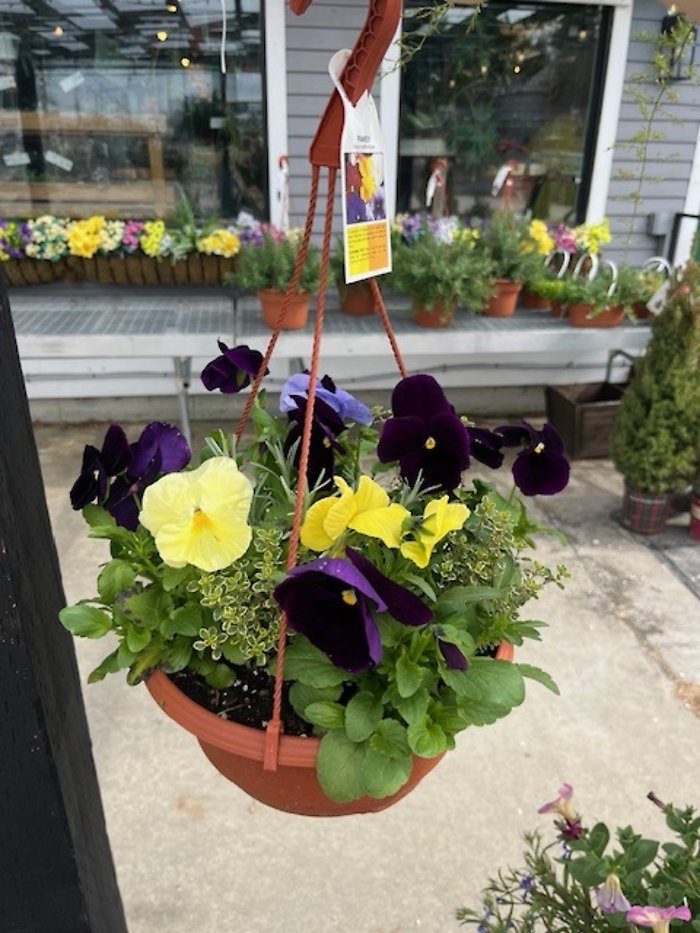 Hanging Pansy Pot (Cold)