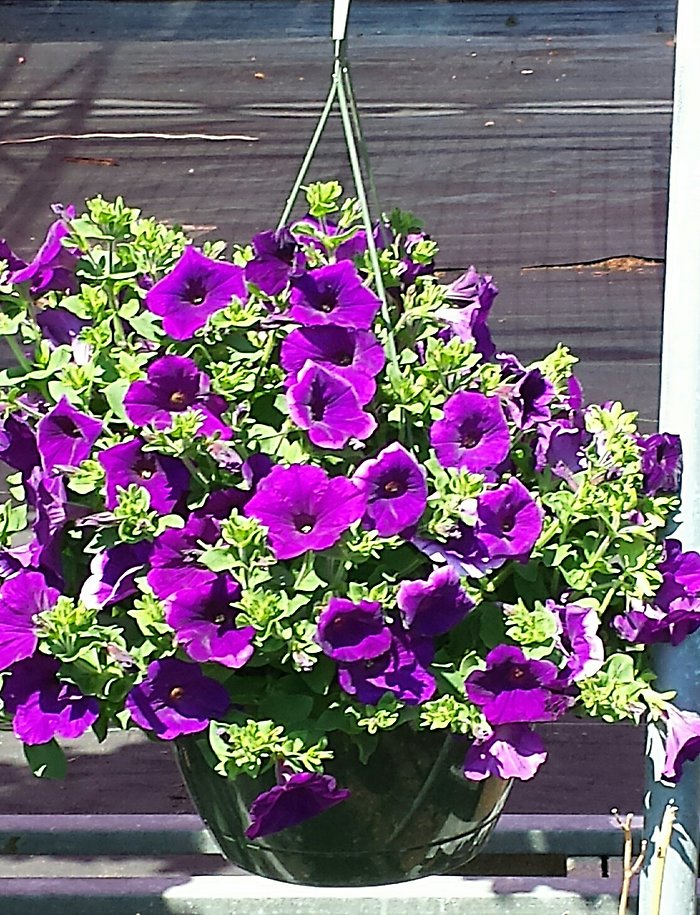 JGC Purple Petunia Plant
