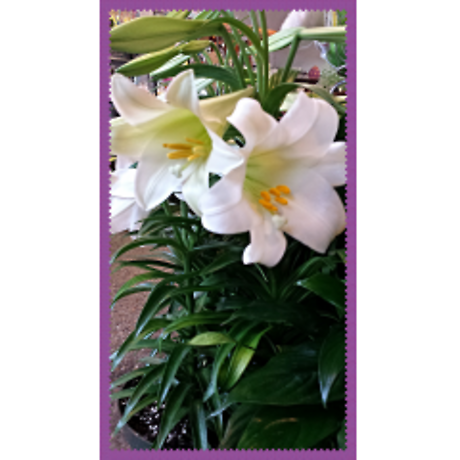 Easter Lily Plant