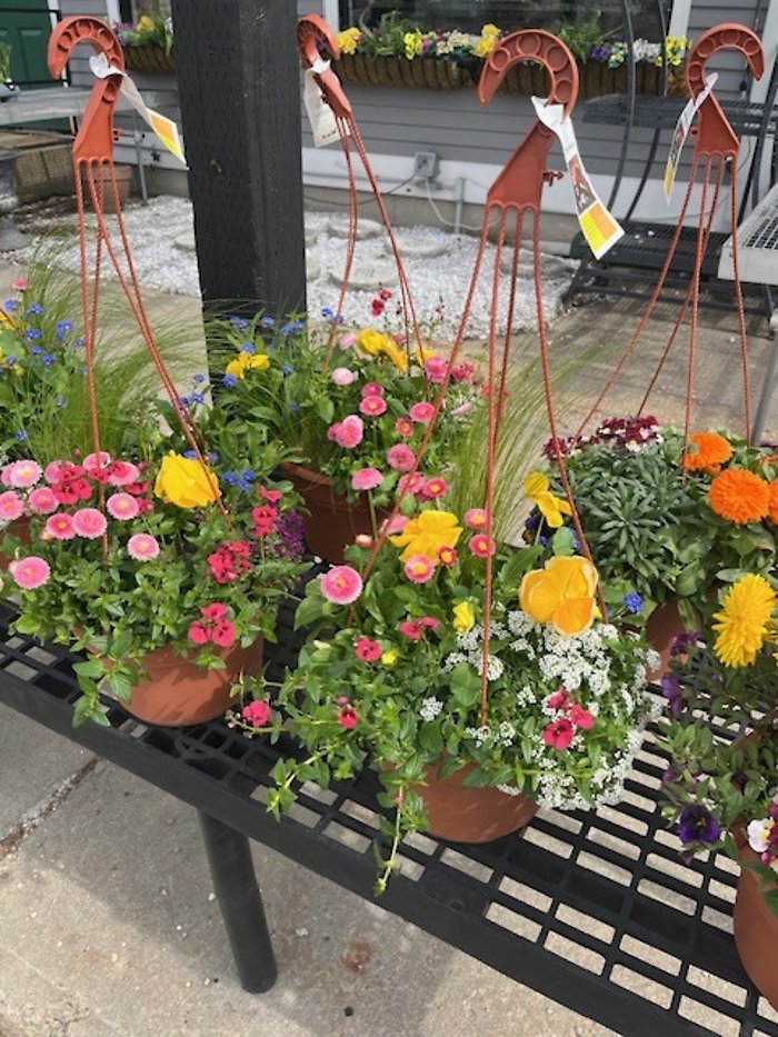 10\" Fancy Hanging Basket (Cold)