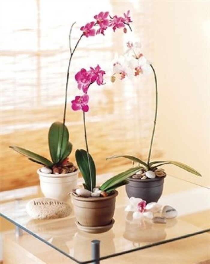 JQ Exotic Phalaenopsis Orchid