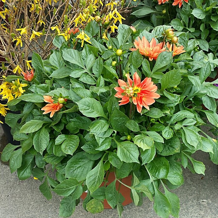 JGC Dahlia Plant