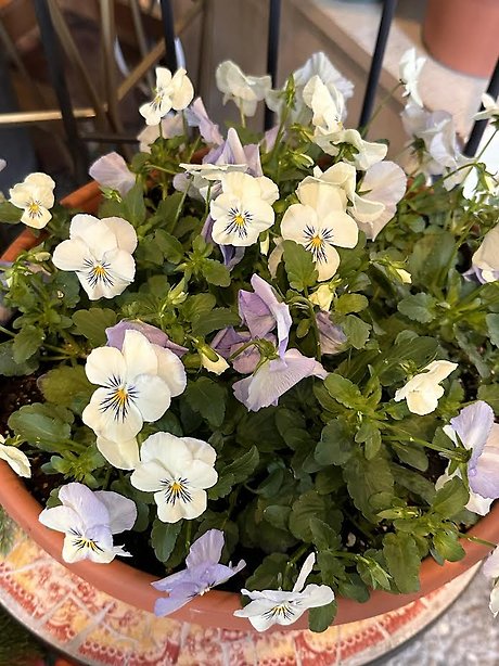 Pansy Bowl