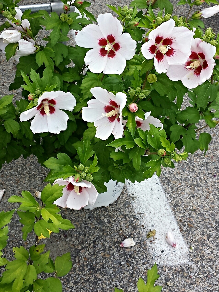 JQ Rose of Sharon