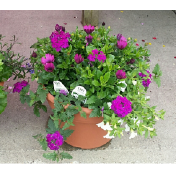 Mixed Patio Planter