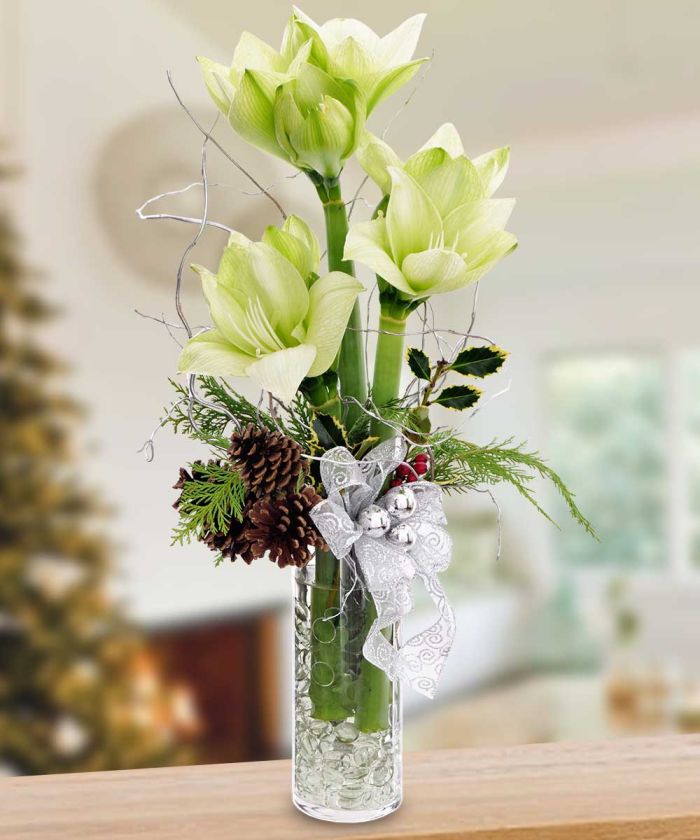 JQC1410 Sweet Amaryllis