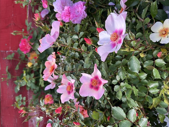 Blooming Rose Bush