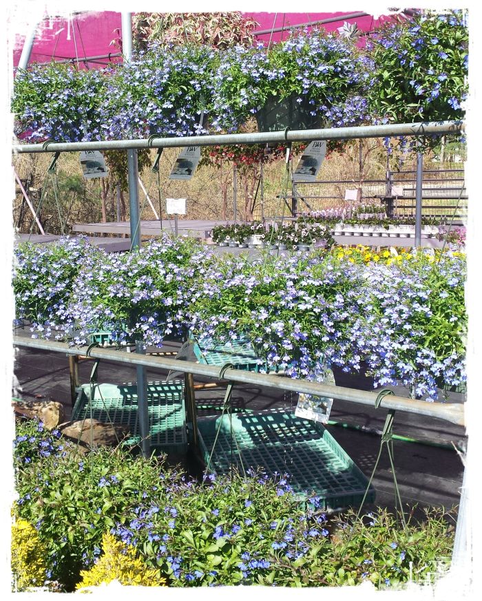 JQGC Lobelia Hangers