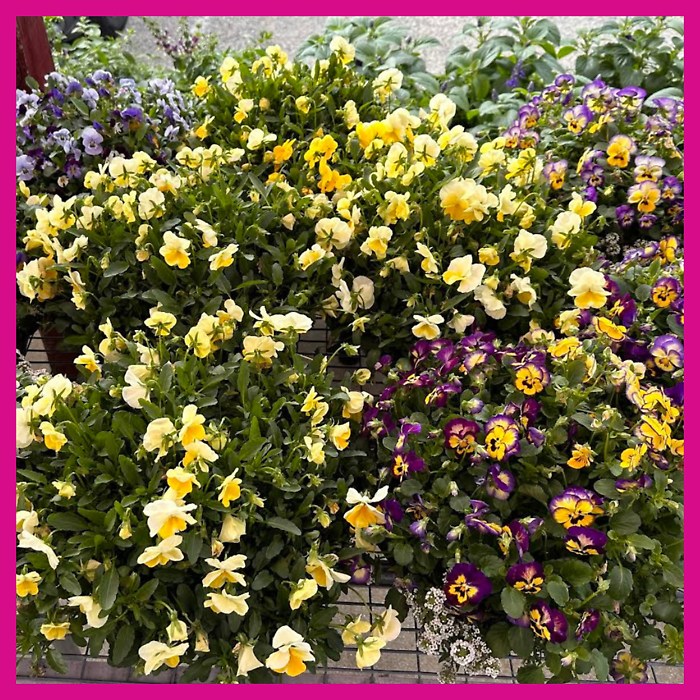 JGC Mixed 12\" Planters