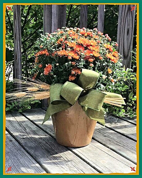 JQ Autumn Mum
