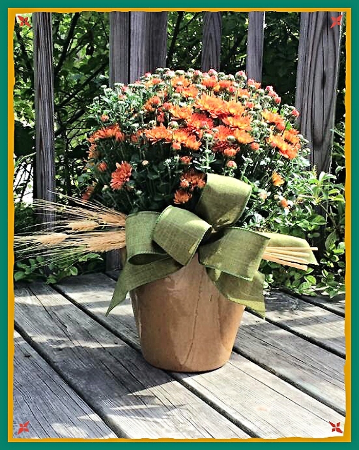 JQ Autumn Mum