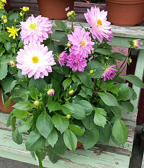 JGC Dahlia Plant