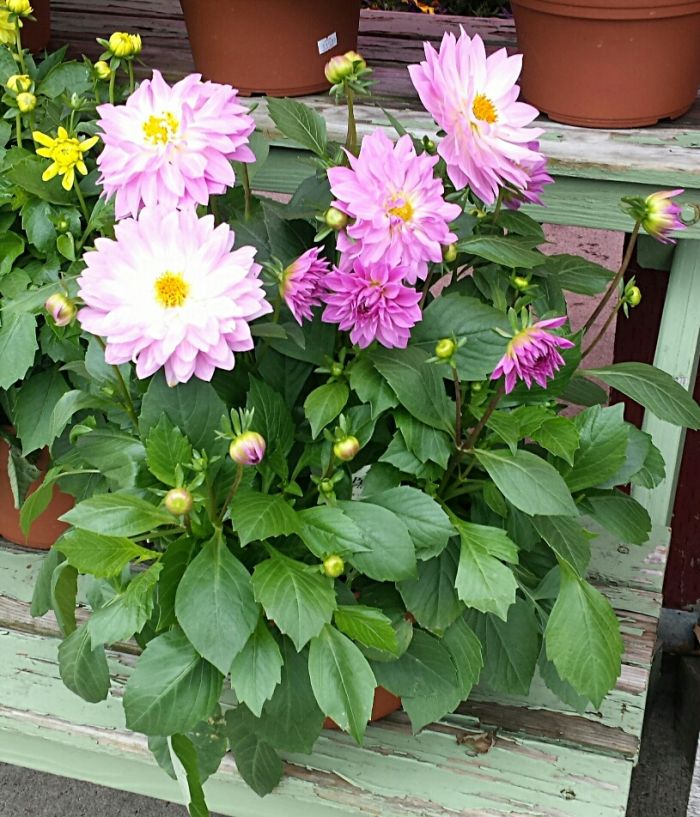 JGC Dahlia Plant