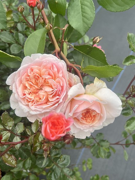 JQ David Austin Garden Rose Bush
