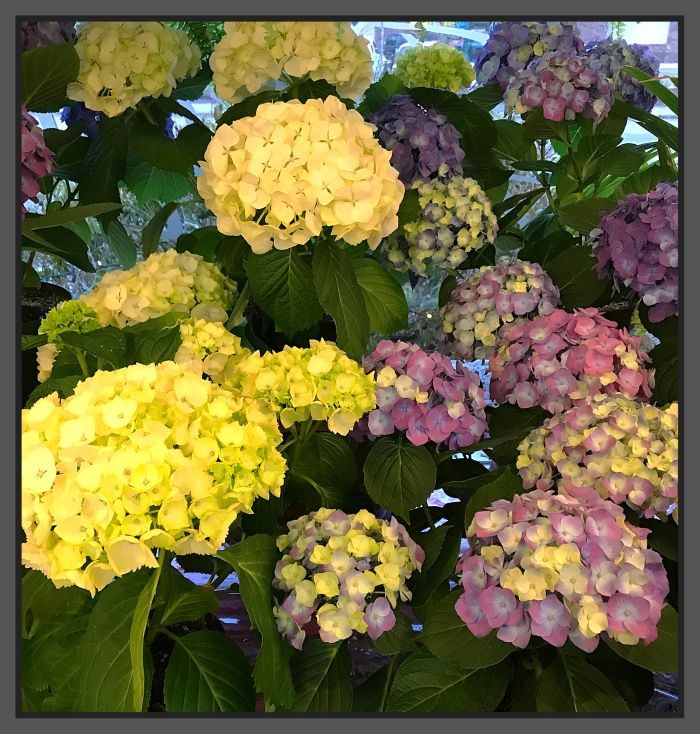 JQ Local Hydrangea Plants