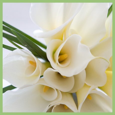 Subscription Blooms! Elegant Simplicity!  Loose Wrap