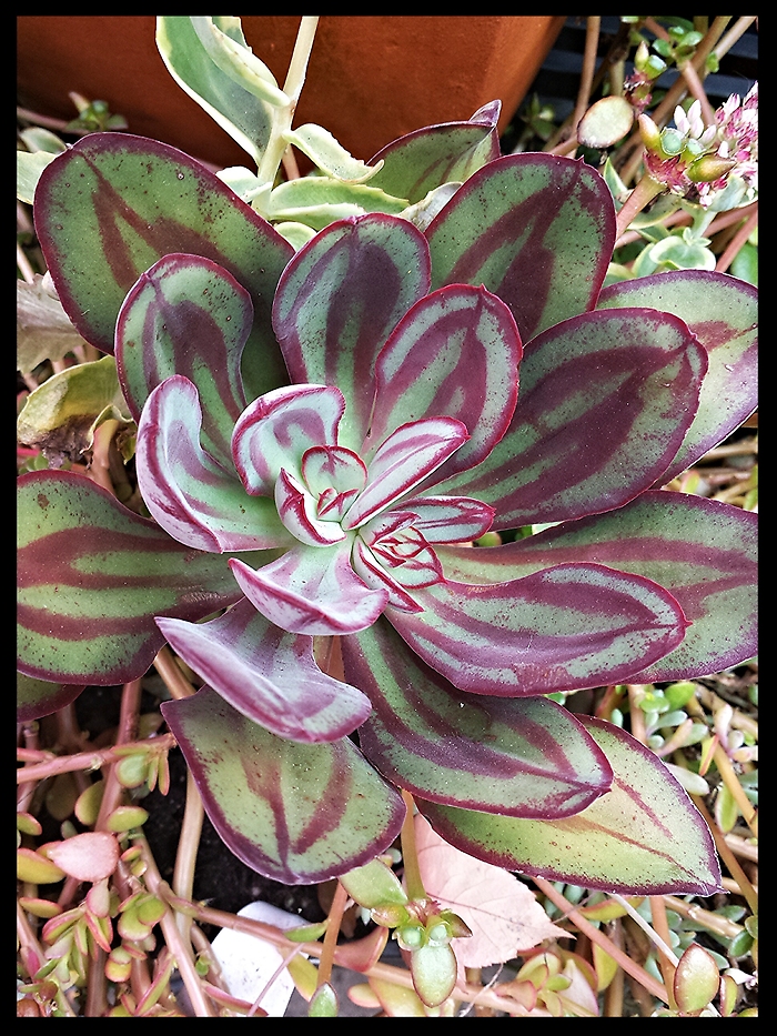 JQ Echeveria