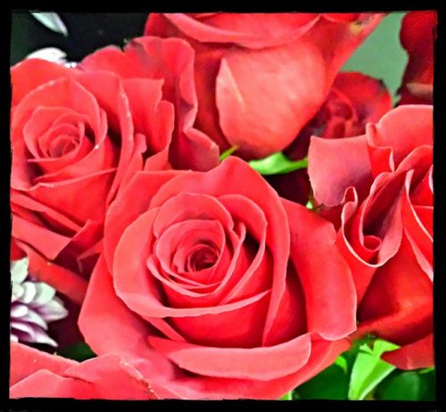 JAC Short Red Roses